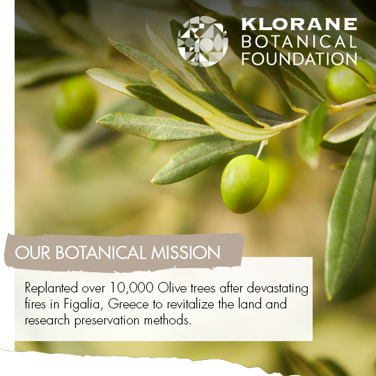 Klorane Thickness and Vitality Shampoo with Essential Olive Extract Increases Each Hairs Diameter/ Thickening